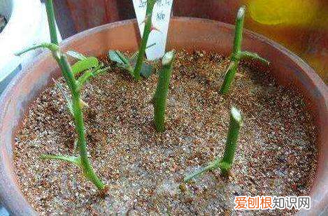 月季扦插学3招，插土里就活 月季花扦插时间和方法