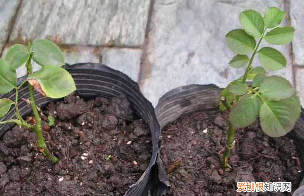 月季扦插学3招，插土里就活 月季花扦插时间和方法