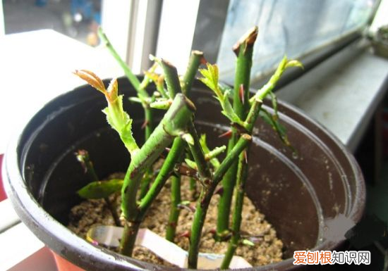 月季扦插学3招，插土里就活 月季花扦插时间和方法