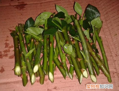 月季扦插学3招，插土里就活 月季花扦插时间和方法