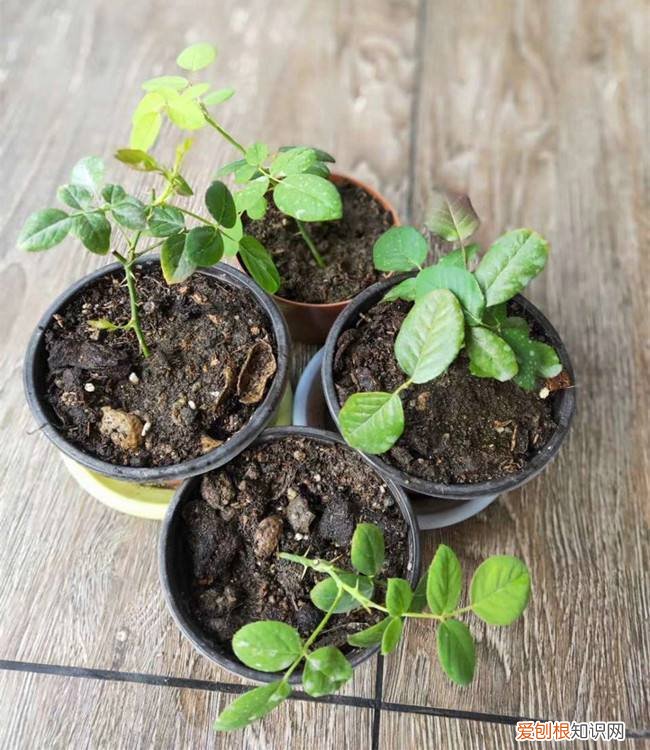 月季扦插学3招，插土里就活 月季花扦插时间和方法