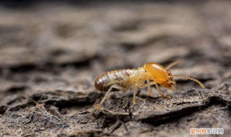 白蚁怎么消灭才干净？这个消灭办法很有效