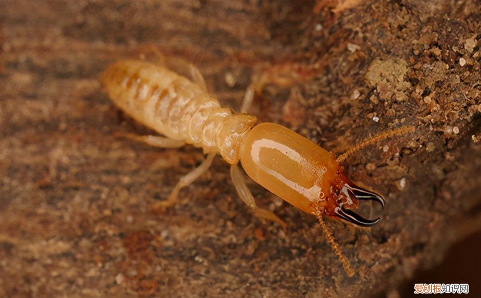 白蚁怎么消灭才干净？这个消灭办法很有效