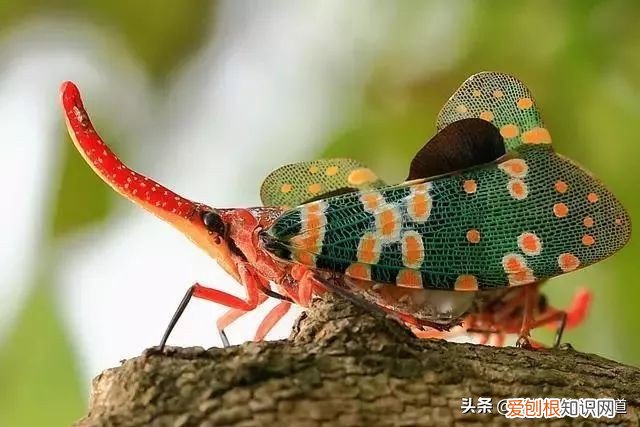 有人靠它发家致富 龙眼鸡有毒吗