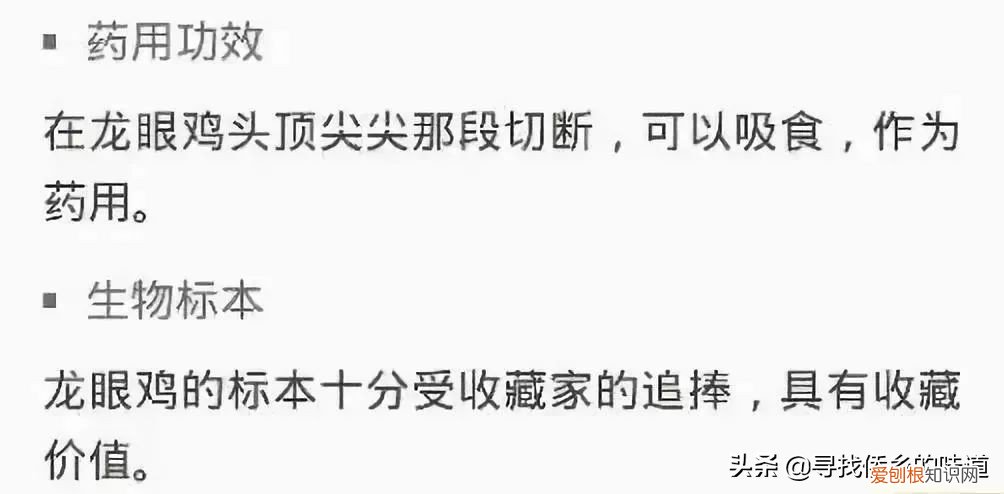 有人靠它发家致富 龙眼鸡有毒吗