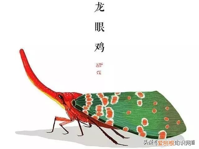 有人靠它发家致富 龙眼鸡有毒吗