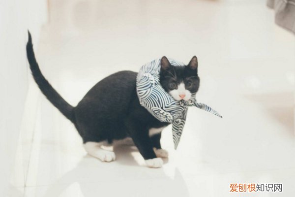 出现了一半以上，说明它对你有恨！ 猫咪恨主人的十种表现