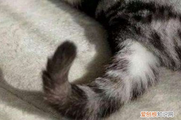 出现了一半以上，说明它对你有恨！ 猫咪恨主人的十种表现