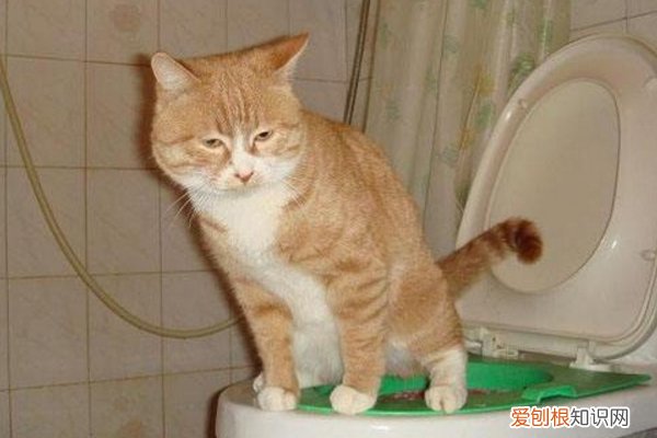 出现了一半以上，说明它对你有恨！ 猫咪恨主人的十种表现