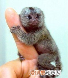 最小的猴子——拇指猴 世界上最小的猴子是什么猴