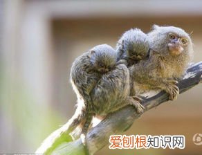最小的猴子——拇指猴 世界上最小的猴子是什么猴