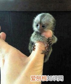 最小的猴子——拇指猴 世界上最小的猴子是什么猴