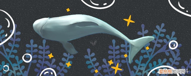 海猪是什么动物？一种体型较大的肉食性海洋哺乳动物