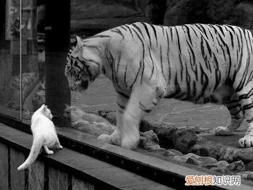 个性十足网名，让你霸气十足 网名大全2022最新版