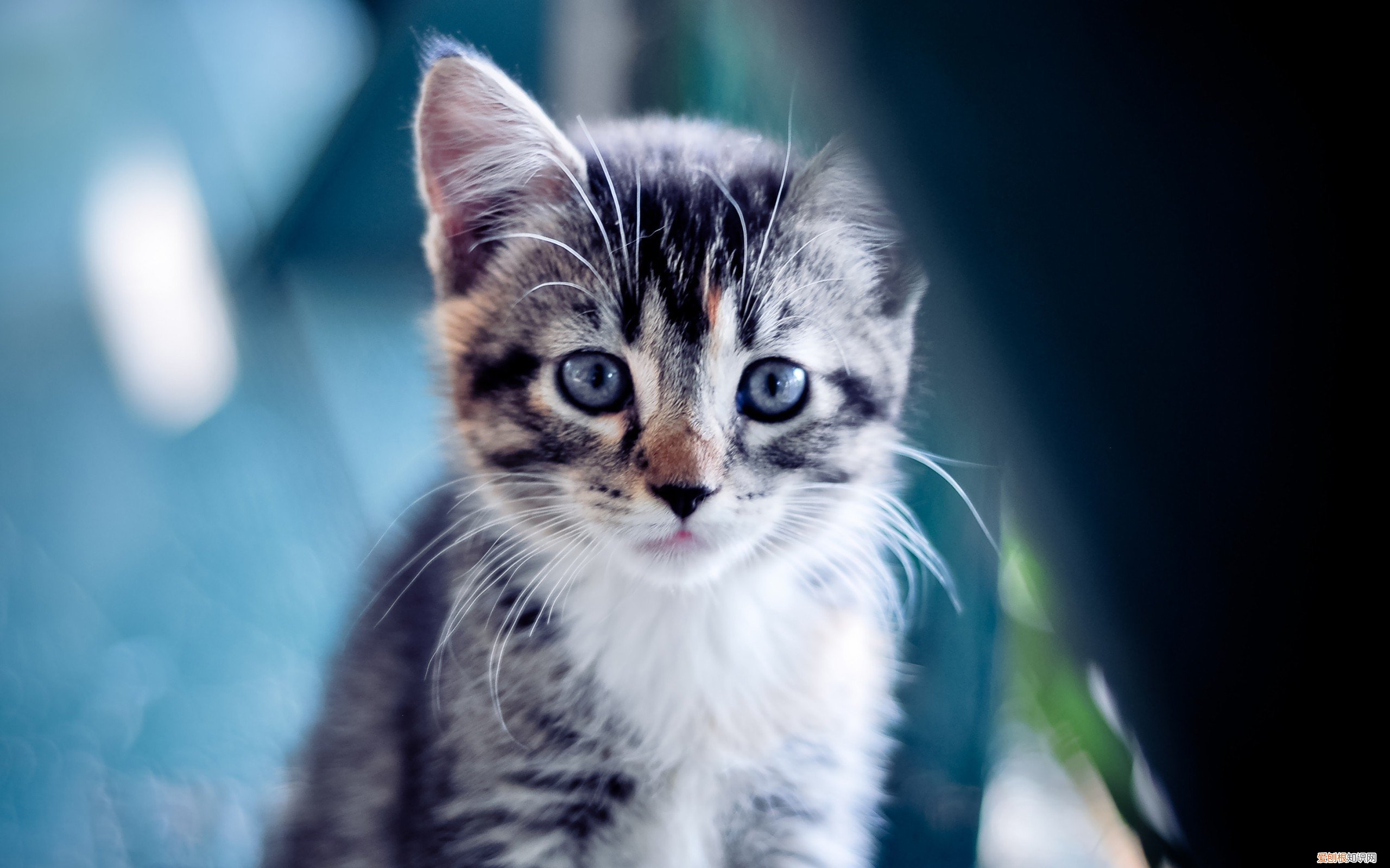 叶凡唐若雪小说全文免费阅读完整版