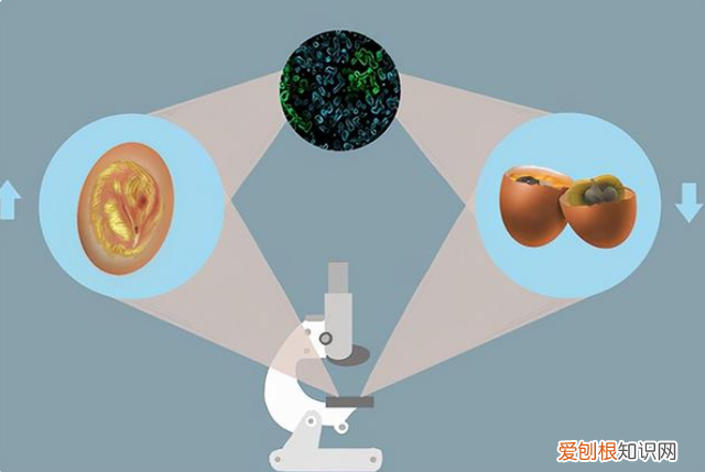 毛鸡蛋和活珠子是一样的么？活珠子和毛鸡蛋的区别