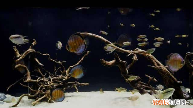 鱼缸的水浑浊怎么办怎么变清?做这2件事,水会慢慢变清澈