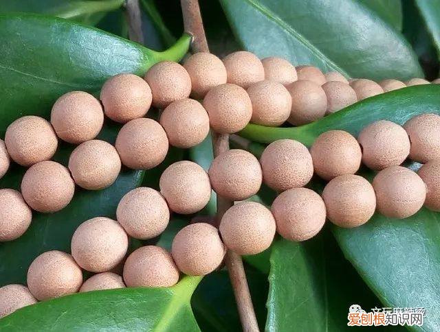 菩提手串有什么寓意？附：几种常见菩提手串寓意及颗数含义