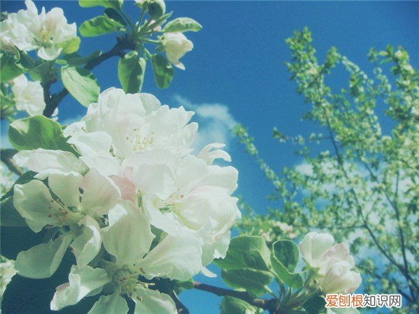 了解之后，终于明白了 喝柠檬水有什么作用与功效