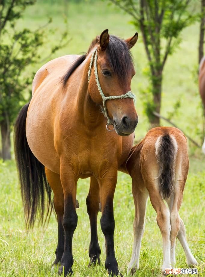 马的家被称为什么