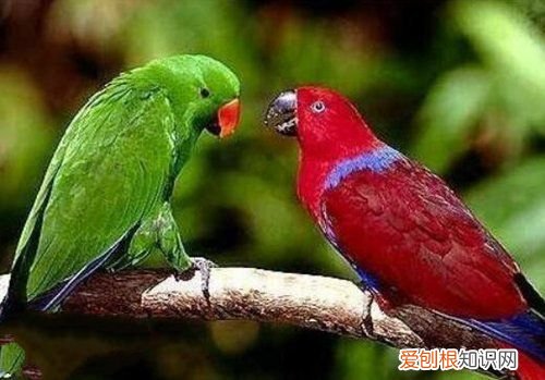 牡丹鹦鹉会说话吗?地球上10大最常见的鹦鹉