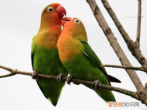 牡丹鹦鹉会说话吗?地球上10大最常见的鹦鹉