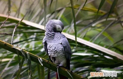 牡丹鹦鹉会说话吗?地球上10大最常见的鹦鹉