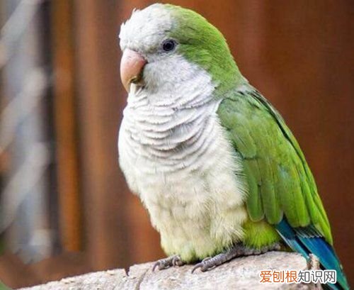 牡丹鹦鹉会说话吗?地球上10大最常见的鹦鹉