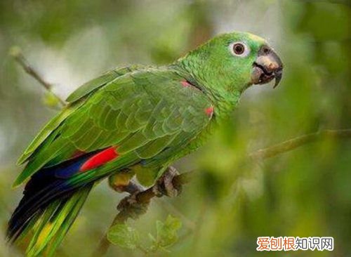 牡丹鹦鹉会说话吗?地球上10大最常见的鹦鹉