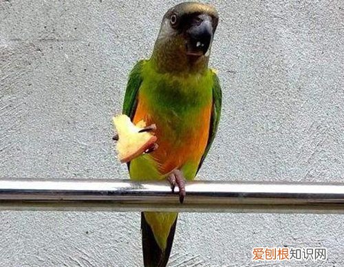 牡丹鹦鹉会说话吗?地球上10大最常见的鹦鹉