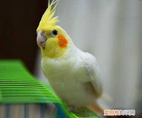 牡丹鹦鹉会说话吗?地球上10大最常见的鹦鹉