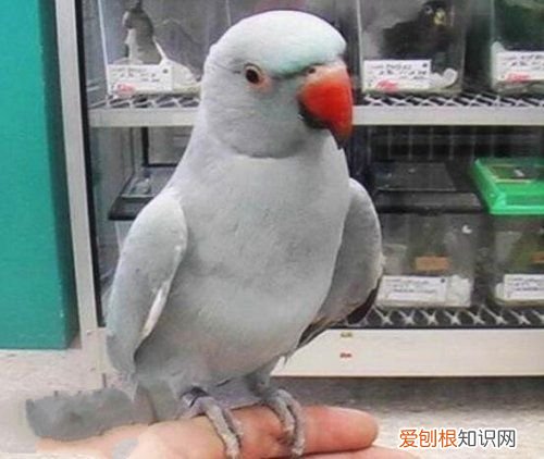 牡丹鹦鹉会说话吗?地球上10大最常见的鹦鹉