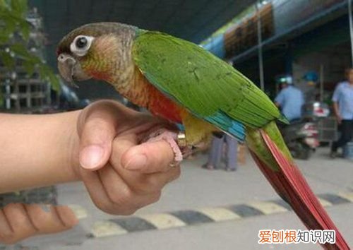 牡丹鹦鹉会说话吗?地球上10大最常见的鹦鹉