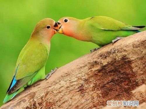 牡丹鹦鹉会说话吗?地球上10大最常见的鹦鹉
