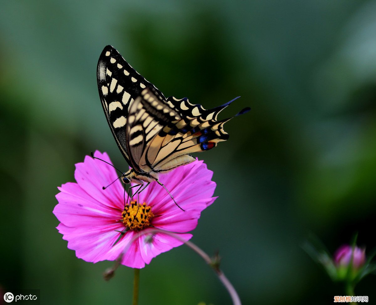写尽人间悲欢离合 苏轼最有名的十首诗