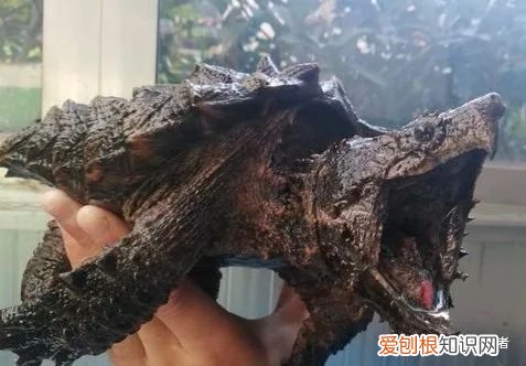 鳄鱼龟怎么养？大鳄龟，可以这样简简单单的养
