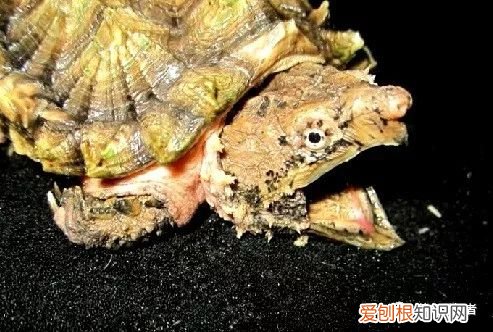 鳄鱼龟怎么养？大鳄龟，可以这样简简单单的养