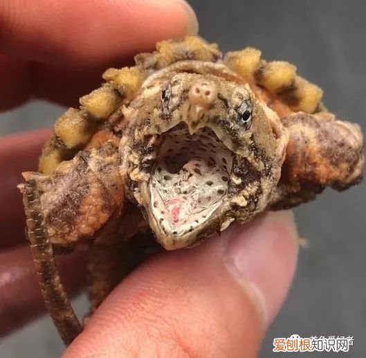 鳄鱼龟怎么养？大鳄龟，可以这样简简单单的养