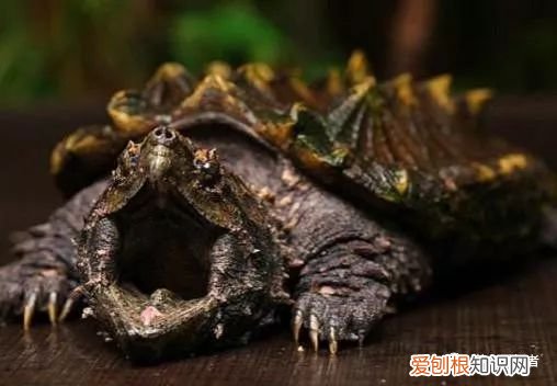 鳄鱼龟怎么养？大鳄龟，可以这样简简单单的养