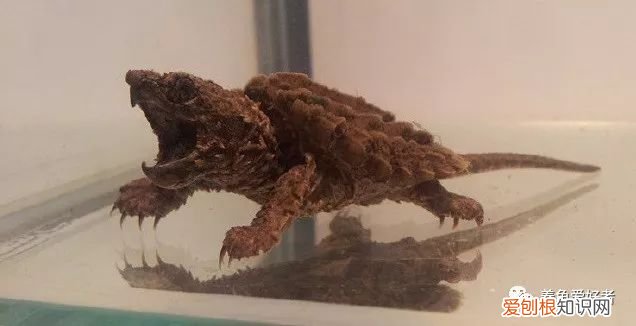 鳄鱼龟怎么养？大鳄龟，可以这样简简单单的养