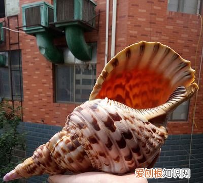 大贝壳叫什么名字