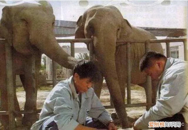 孙越在德云社为什么没有字号？因为孙越并不是徒弟