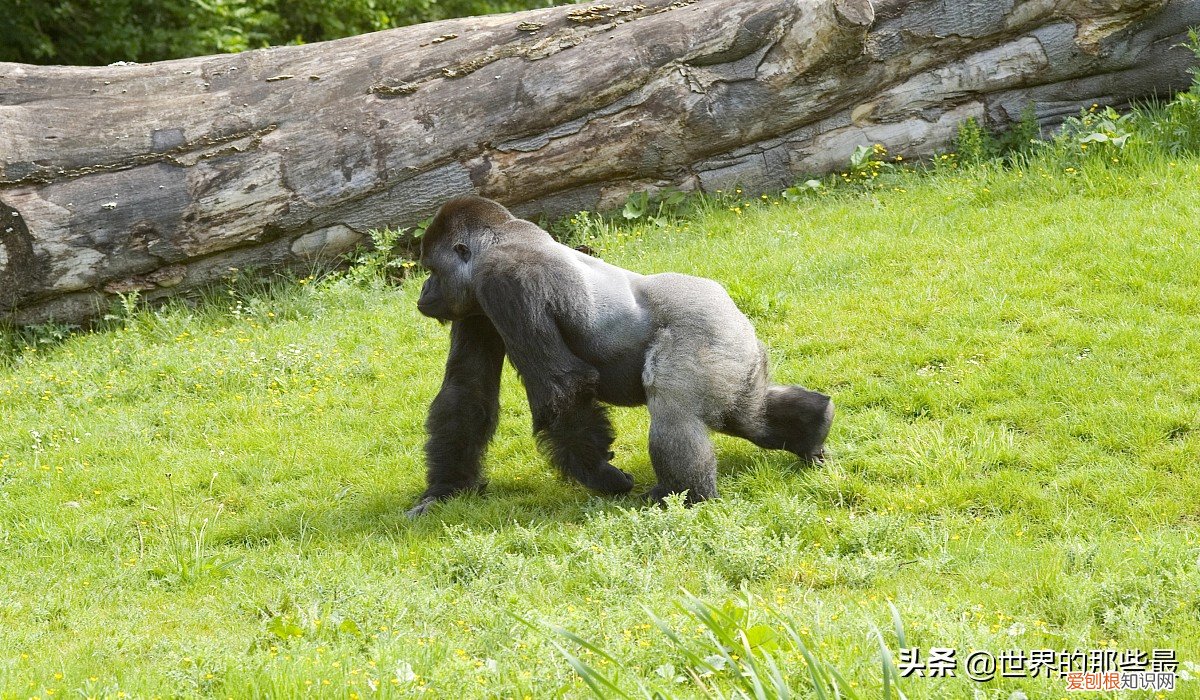 银背大猩猩是世界上最大的 世界上最大的猩猩