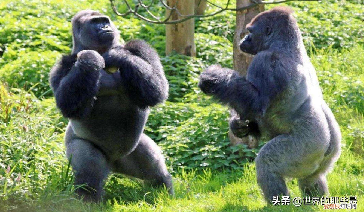 银背大猩猩是世界上最大的 世界上最大的猩猩
