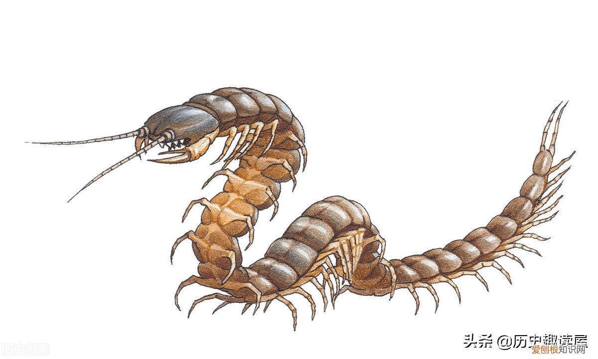 为什么不能踩死蜈蚣?我告诉你这里面有什么讲究