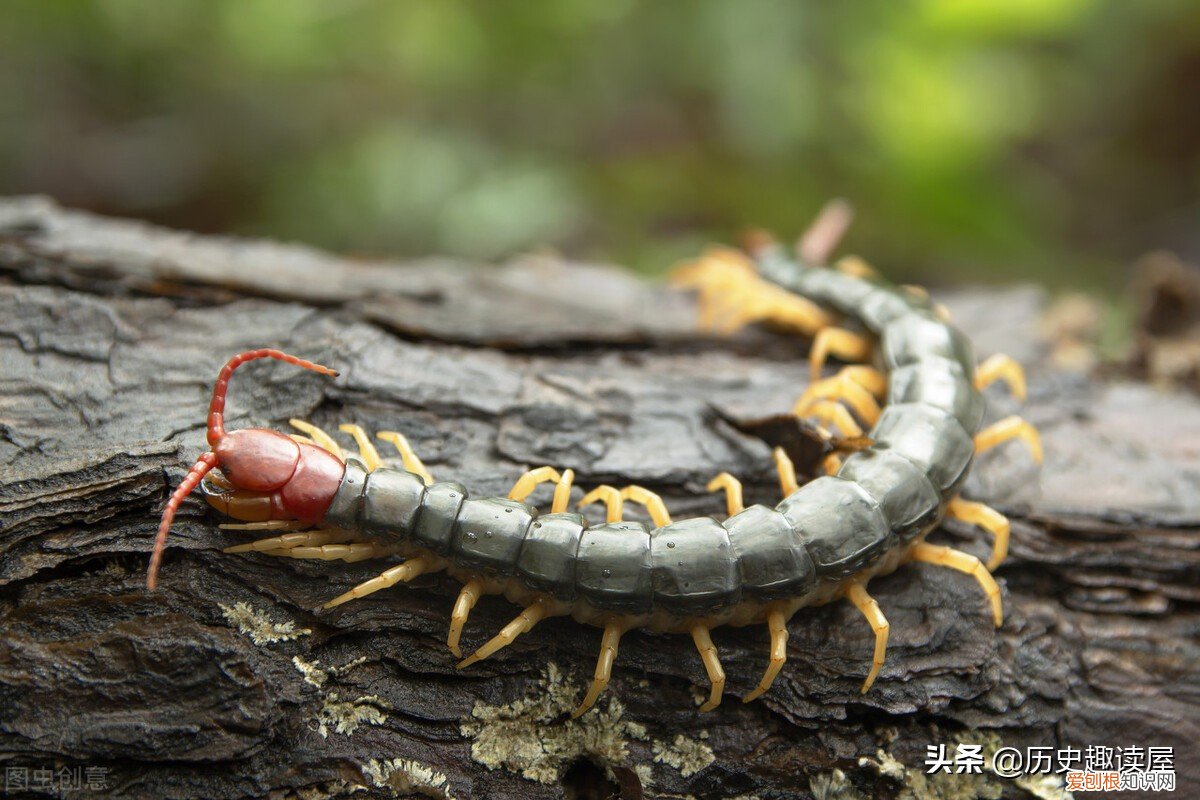 为什么不能踩死蜈蚣?我告诉你这里面有什么讲究