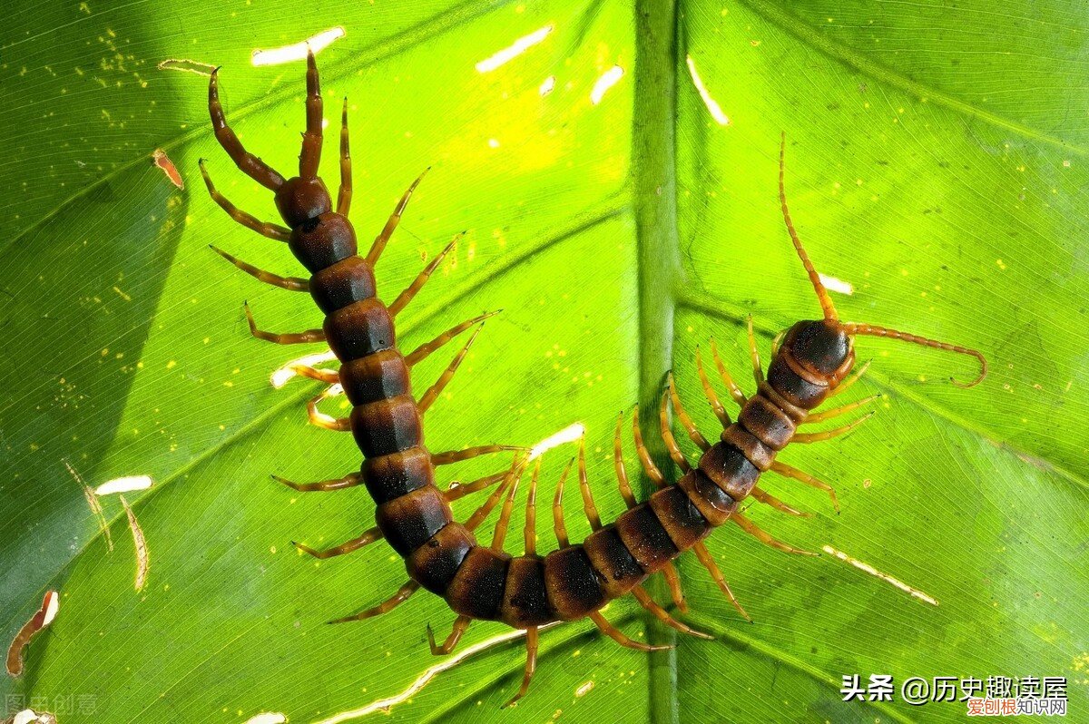 为什么不能踩死蜈蚣?我告诉你这里面有什么讲究