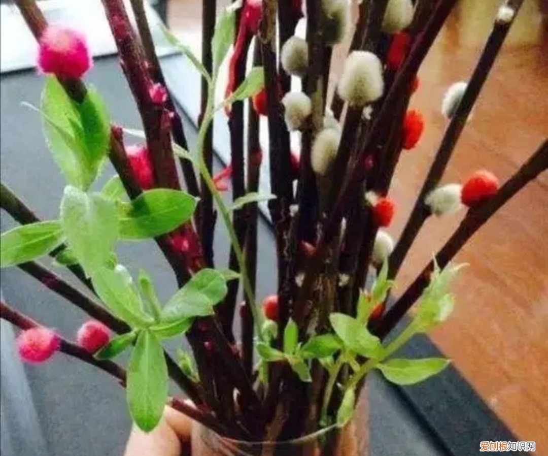 银柳是干养还是水培?其实这两种方法都是可以的