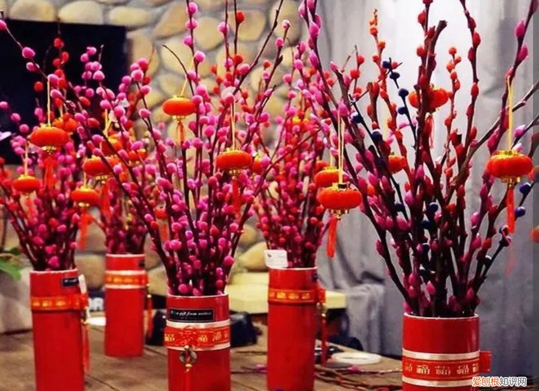 银柳是干养还是水培?其实这两种方法都是可以的