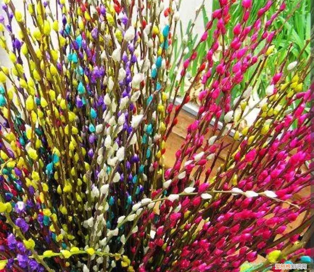 银柳是干养还是水培?其实这两种方法都是可以的